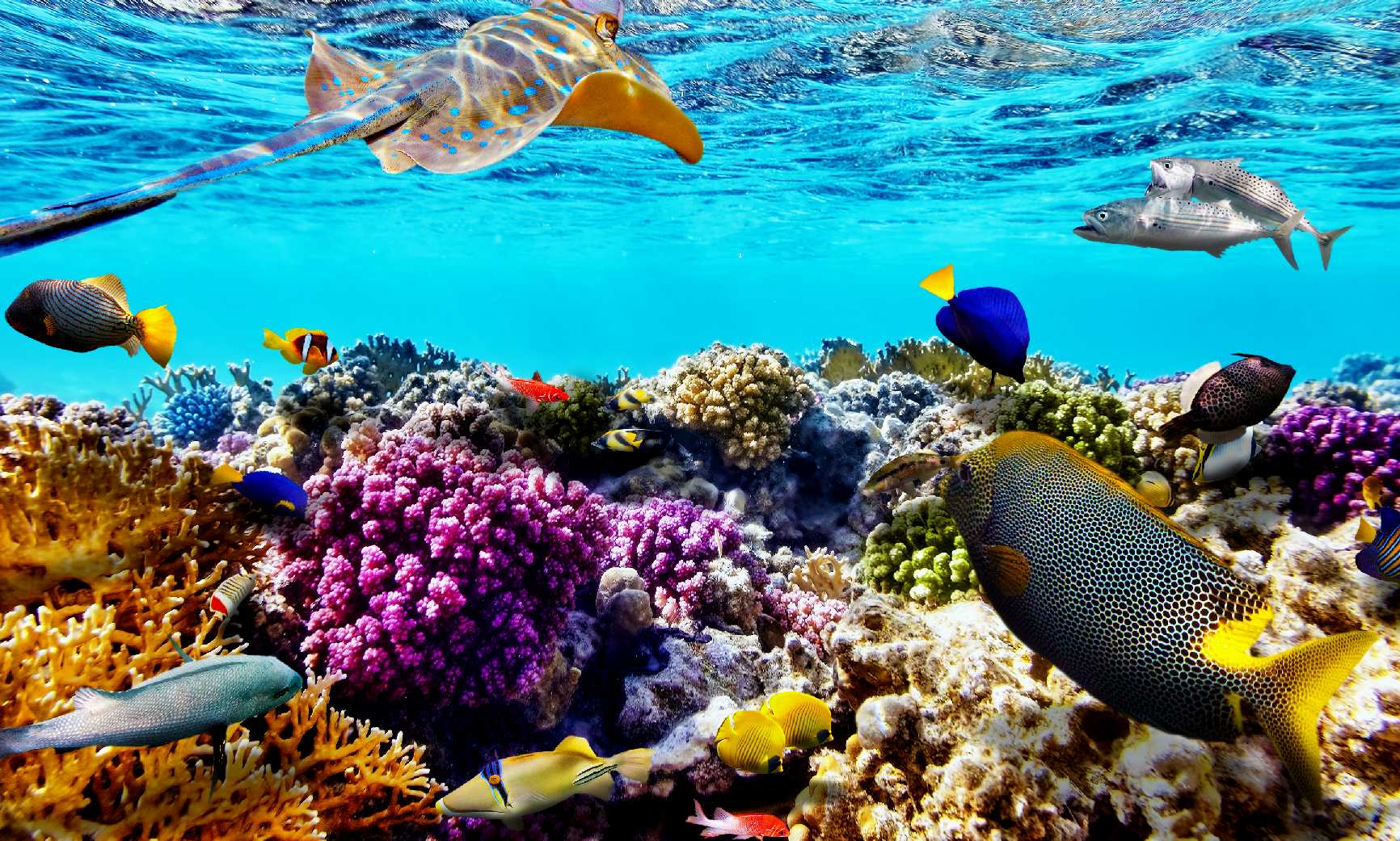The 10 Most Beautiful Coral Reef In The Whole World For You
